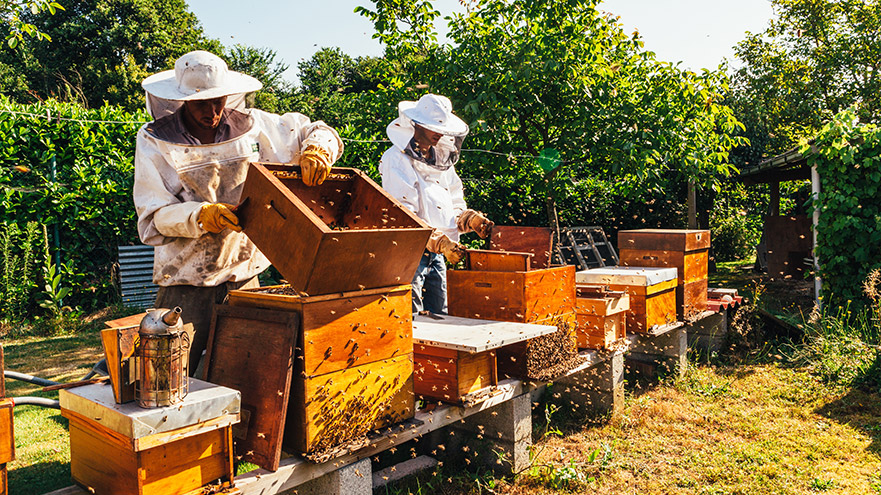 Two beekeepers in protective suits working with wooden beehives in a sunny garden setting, surrounded by green trees and buzzing bees.